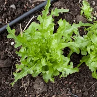Arugula - Vegetables Can Grow in 4 Hours of Sun