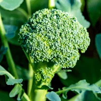 Broccoli - 4 hours of sunlight vegetables