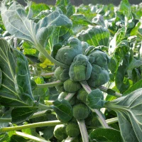 Brussels Sprouts - Vegetables Can Grow in 4 Hours of Sun