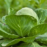 Cabbage - Vegetables Can Grow in 4 Hours of Sun