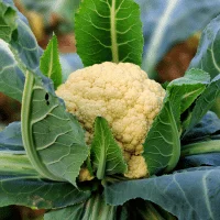 Cauliflower - 4 hours of sunlight vegetables