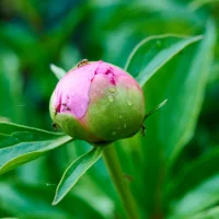 Coloring of Peony Buds