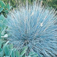 Grasses - Blue Fescue
