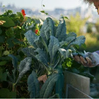 Kale - Vegetables Can Grow in 4 Hours of Sun