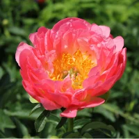Opening of the Peony Flower