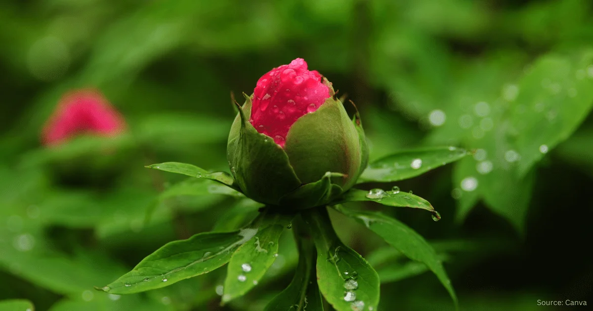 Peony Flowering Plant Growing Stages Timelapse (with Pictures)