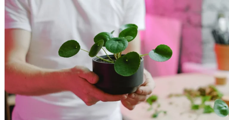 15 Best Plants for Shallow Pots