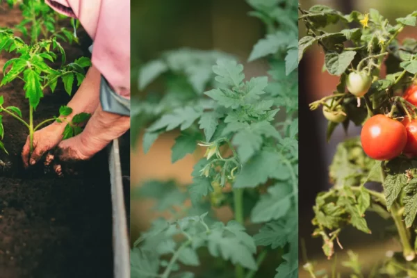 Why Are Tomatoes Flowering But Not Fruiting? Causes and Solutions