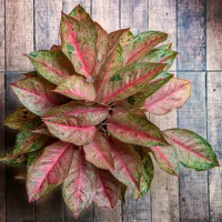 Aglaonema - Indoor plants for living room air purifying