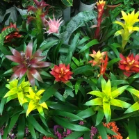 Bromeliad - Low-maintenance best indoor plants for the living room