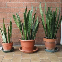 Dracaena - Indoor plants for living room air purifying