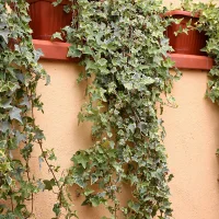 English ivy -Indoor plants for living room air purifying
