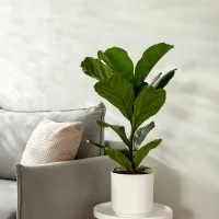 Fiddle-leaf fig - Indoor plants for living room
