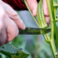 Harvesting Knife - Gardening tools names with pictures