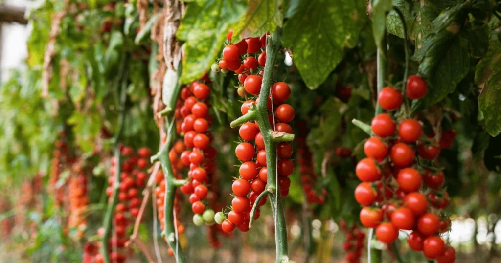 How Far Apart Do You Plant Cherry Tomatoes?