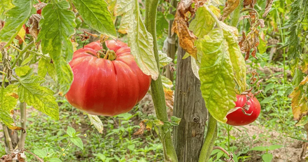 How Far Apart to Plant Beefsteak Tomatoes?
