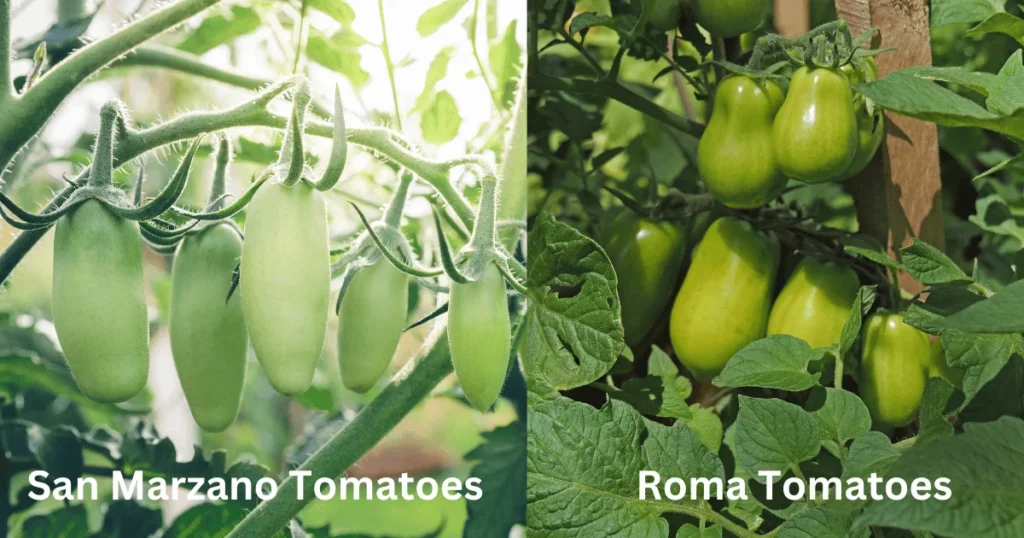 How Far Apart to Plant San Marzano and Roma Tomatoes?