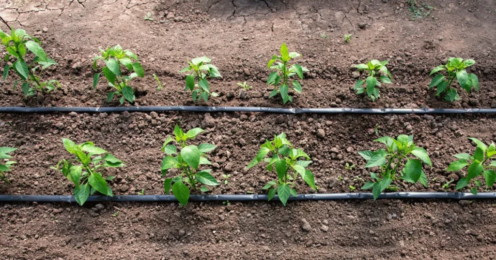 How Far Apart to Plant Tomatoes from Potatoes, Eggplants, and Peppers?