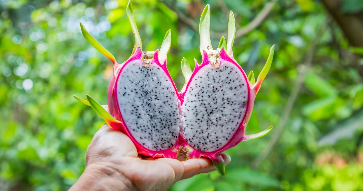 How to Grow Dragon Fruit From Cuttings