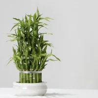 Lucky Bamboo - Low-maintenance best indoor plants for the living room