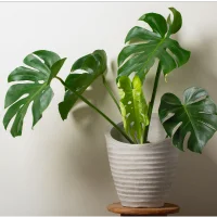 Monstera- Indoor plants for living room