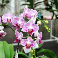 Orchids - Indoor plants for living room air purifying