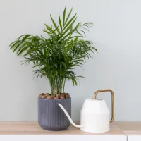 Parlor palm - Indoor plants for living room