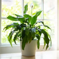 Peace lily - Indoor plants for living room air purifying