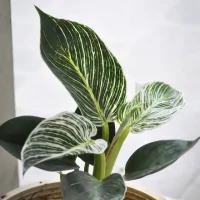 Philodendron - Indoor plants for living room
