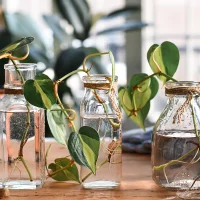 Pothos - Low-maintenance best indoor plants for the living room