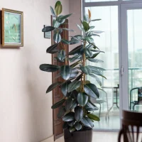 Rubber tree plant - Indoor plants for living room air purifying