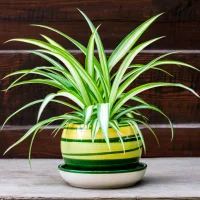 Spider Plant - Indoor plants for living room air purifying