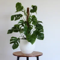 Swiss cheese plant - Indoor plants for living room