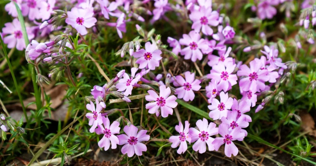 What Does Creeping Phlox Look Like in Winter