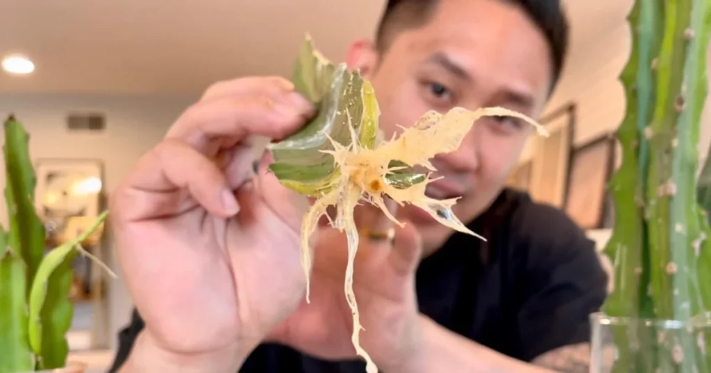 What do dragon fruit roots look like