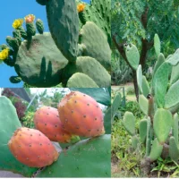 Fruiting Stage - Prickly Pear Cactus Growth Stages