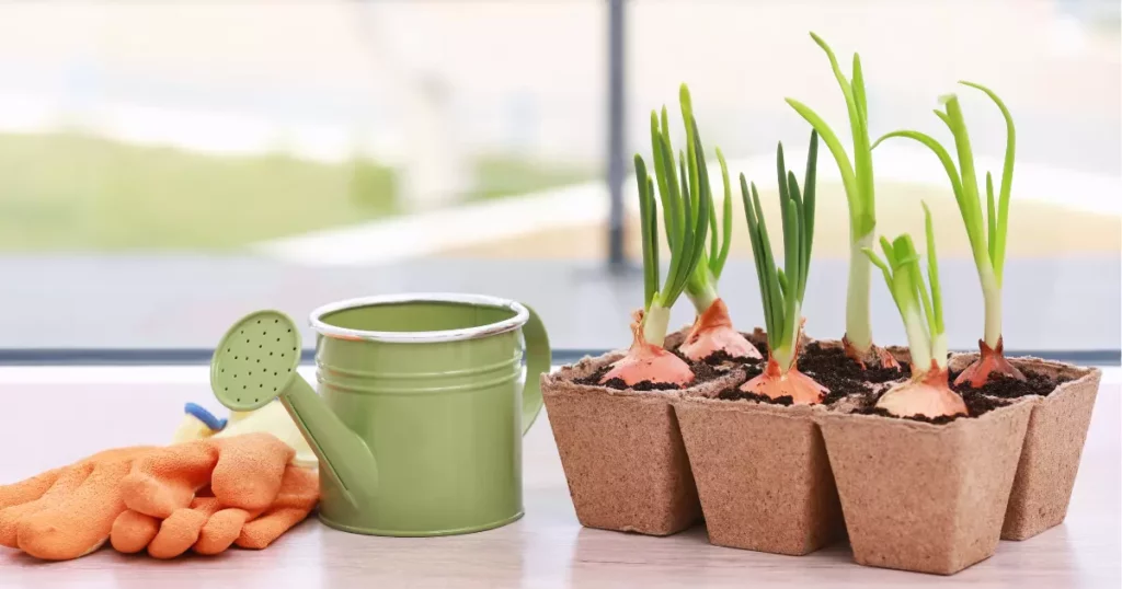 Green Onions - Vegetables You Can Grow Indoors in the Winter