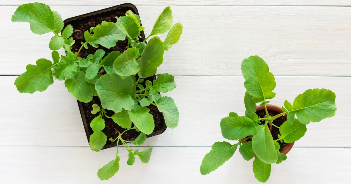 How to Grow Radishes in Pots and Containers Indoors