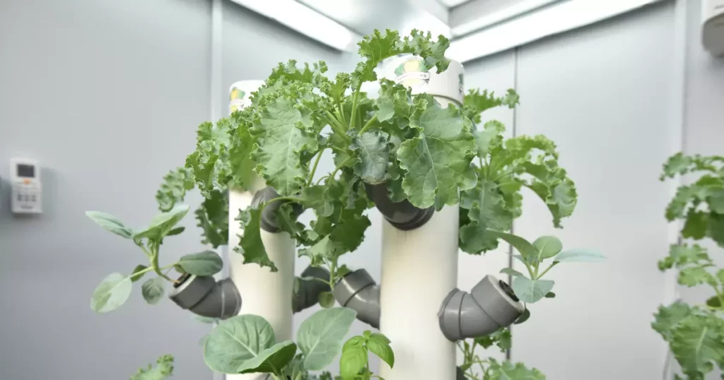 Kale - Vegetable You Can Grow Indoors in the Winter