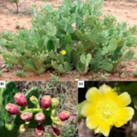 Maturing Stage - Prickly Pear Cactus Growth Stages