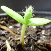 Seedling Stage - Prickly Pear Cactus Growth Stages