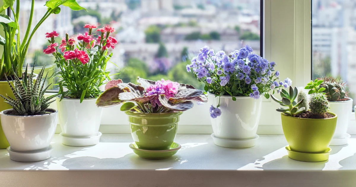 15 Small Plants that Grow Fast at Home