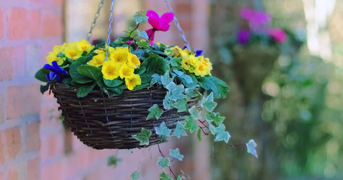 Best Trailing Plants for Hanging Baskets