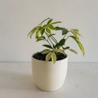 Schefflera Arboricola (Umbrella Plant)