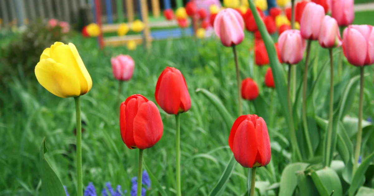 What to Do With Tulips After They Bloom?