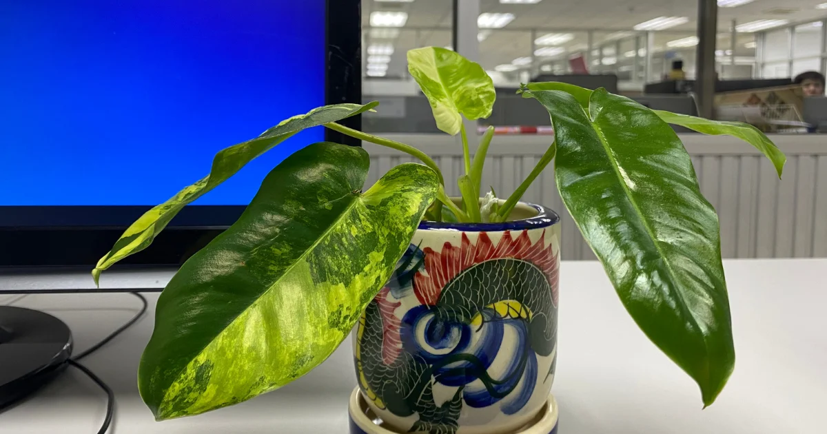 Best Low-Maintenance Lucky Plants for Your Office Desk