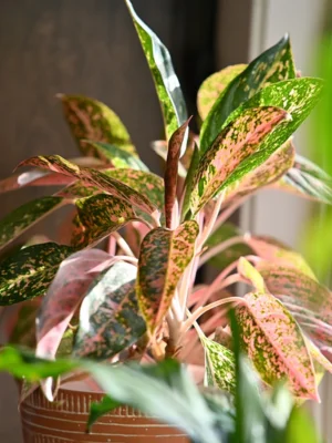 Chinese Evergreen - Aesthetic and Purifying