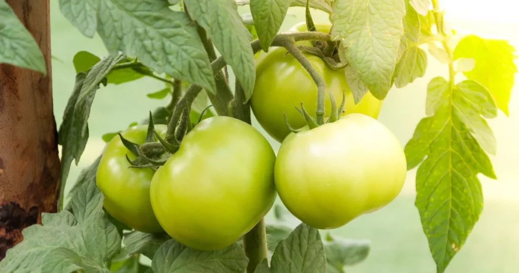 How Do I Know If My Tomato Plants Need Water?