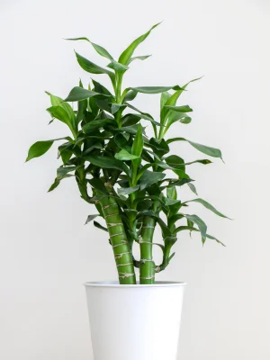 Lucky Bamboo - Brings Good Fortune and Positive Energy