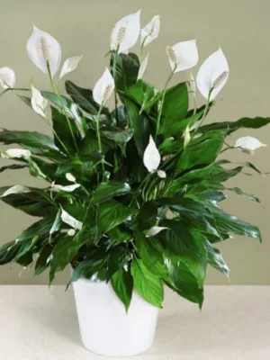 Peace Lily - Attractive Air Cleaner